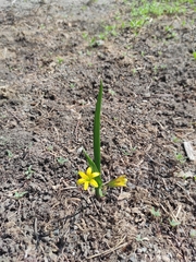 Gagea granulosa