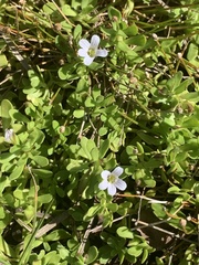 Bacopa monnieri image