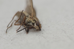 Pherbellia cinerella