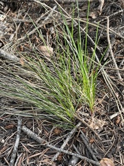 Festuca saximontana