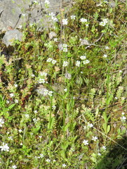 Valerianella umbilicata
