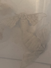Bombyx