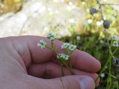 Valerianella umbilicata