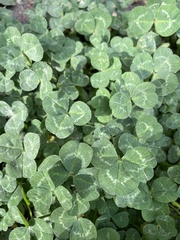 Trifolium repens