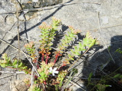 Sedum pulchellum