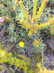 Aspalathus juniperina