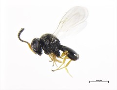 Trissolcus