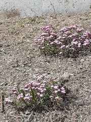 Saponaria ocymoides