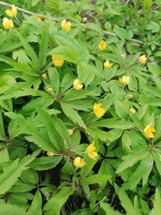Anemonoides ranunculoides