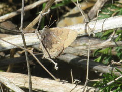 Callophrys henrici