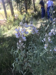 Lupinus altimontanus