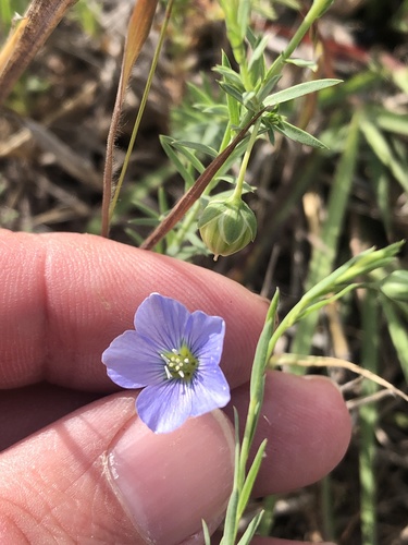 Meadow flax (Linum pratense)
