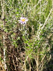 Athrixia phylicoides