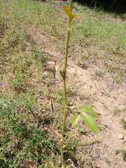 Hibiscus nigricaulis