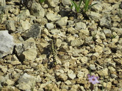 Dromogomphus spinosus