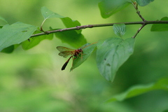 Eremotylus marginatus