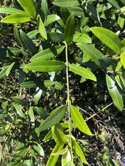 Strophanthus speciosus