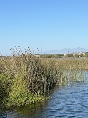 Schoenoplectus scirpoides