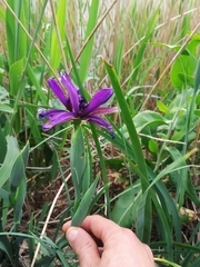 Iris reichenbachiana