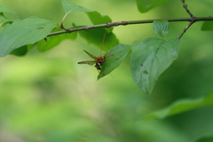 Eremotylus marginatus