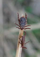 Dermacentor reticulatus