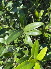 Strophanthus speciosus