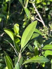 Strophanthus speciosus