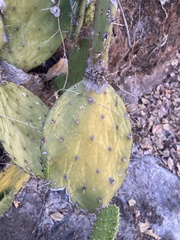 Opuntia decumbens