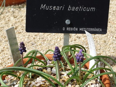 Muscari baeticum