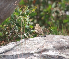 Anthus australis