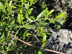 Strophanthus speciosus