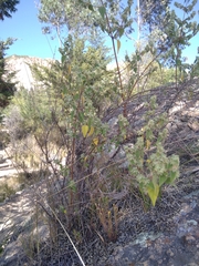 Minthostachys mollis