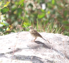 Anthus australis