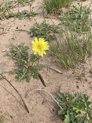 Pyrrhopappus grandiflorus