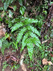 Diplazium dilatatum