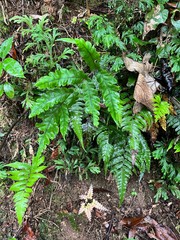 Diplazium dilatatum
