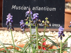 Muscari atlanticum