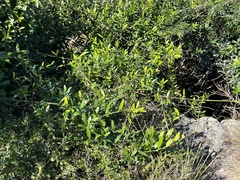 Strophanthus speciosus