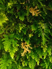 Selaginella