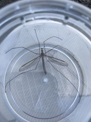 Tipula