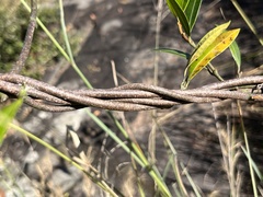 Strophanthus speciosus