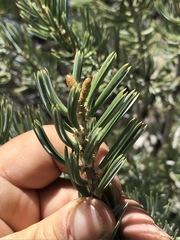 Pinus quadrifolia