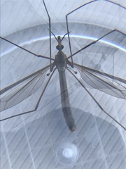 Tipula