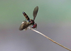 Ocyptamus antiphates