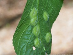 Phylloxera caryaescissa