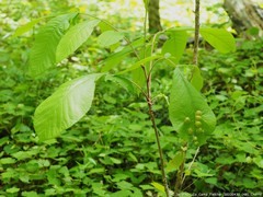 Phylloxera caryaescissa