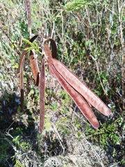 Leucaena pulverulenta