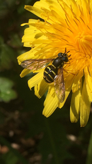Sericomyia