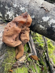 Gyromitra