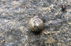 Cryptomastix germana